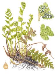 Attēlu rezultāti vaicājumam “Dryopteris cristata”