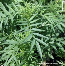 Attēlu rezultāti vaicājumam “Tagetes leaf”