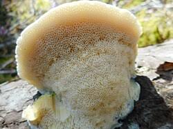 Attēlu rezultāti vaicājumam “Diplomitoporus flavescens”