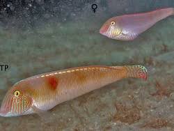Image result for Xyrichtys novacula
