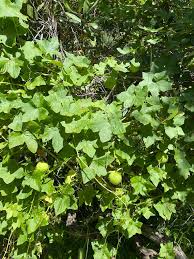 Attēlu rezultāti vaicājumam “Echinocystis lobata leaf”