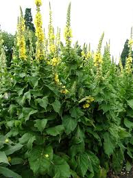 Image result for Verbascum phlomoides