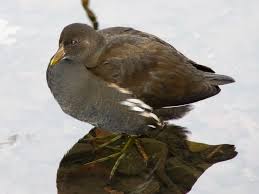 Attēlu rezultāti vaicājumam “Gallinula chloropus adult”