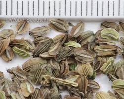 Image result for Angelica silvestris