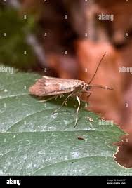 Attēlu rezultāti vaicājumam “Diurnea lipsiella male”