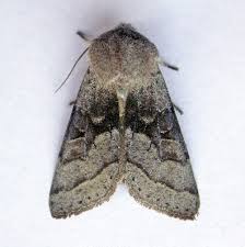 Attēlu rezultāti vaicājumam “Orthosia opima”