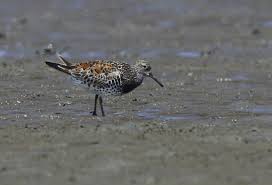 Image result for Calidris tenuirostris