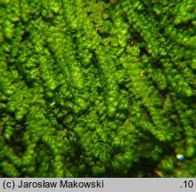 Attēlu rezultāti vaicājumam “Lejeunea cavifolia”