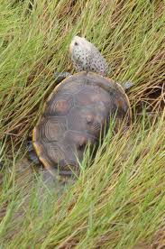 Image result for Malaclemys terrapin