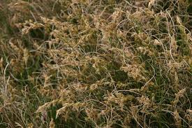 Attēlu rezultāti vaicājumam “Carex arenaria”