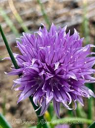 Attēlu rezultāti vaicājumam “Allium schoenoprasum”