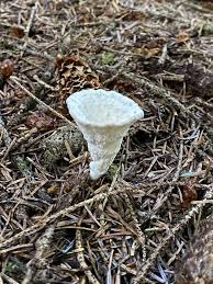 Attēlu rezultāti vaicājumam “Sistotrema confluens”