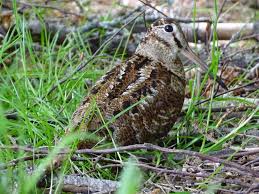 Attēlu rezultāti vaicājumam “Scolopax rusticola”