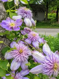 Attēlu rezultāti vaicājumam “Clematis”