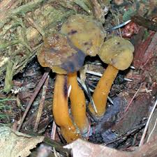 Attēlu rezultāti vaicājumam “Leotia lubrica”