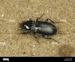 Attēlu rezultāti vaicājumam “Pterostichus melanarius”