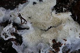 Attēlu rezultāti vaicājumam “Trechispora mollusca”