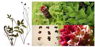 Attēlu rezultāti vaicājumam “Sanguisorba officinalis leaf”