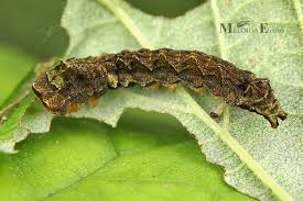 Attēlu rezultāti vaicājumam “Thyatira batis”