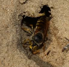 Attēlu rezultāti vaicājumam “Bembix rostrata”
