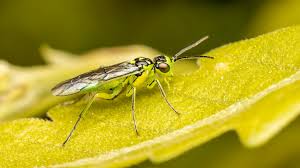 Attēlu rezultāti vaicājumam “Tenthredinidae”