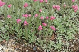 Attēlu rezultāti vaicājumam “Antennaria dioica leaf”