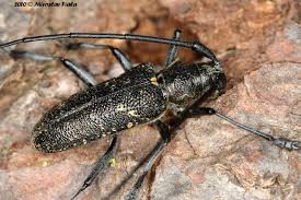 Attēlu rezultāti vaicājumam “Monochamus sutor”