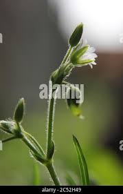 Attēlu rezultāti vaicājumam “Veronica serpyllifolia bud”