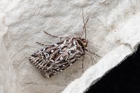 Attēlu rezultāti vaicājumam “Lycophotia porphyrea”