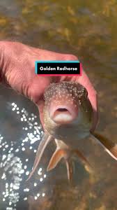 Image result for Moxostoma erythrurum