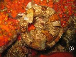 Image result for Haploblepharus edwardsii