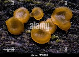 Attēlu rezultāti vaicājumam “Orbilia sp.”