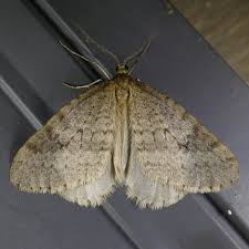 Attēlu rezultāti vaicājumam “Operophtera”