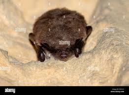 Attēlu rezultāti vaicājumam “Myotis dasycneme”