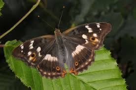 Attēlu rezultāti vaicājumam “Apatura ilia”