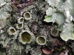 Attēlu rezultāti vaicājumam “Flavoparmelia caperata”