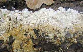 Attēlu rezultāti vaicājumam “Dentipellis fragilis”