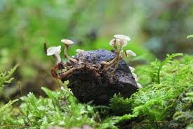 Attēlu rezultāti vaicājumam “Hymenoscyphus fructigenus var. coryli”