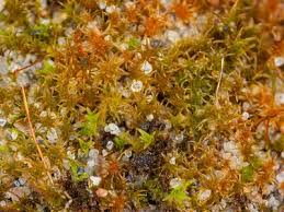 Attēlu rezultāti vaicājumam “Dicranella varia”