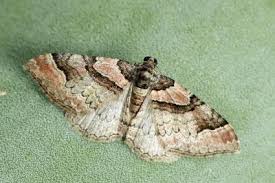 Attēlu rezultāti vaicājumam “Catarhoe rubidata”