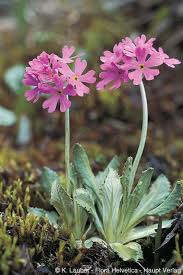 Attēlu rezultāti vaicājumam “Primula farinosa”