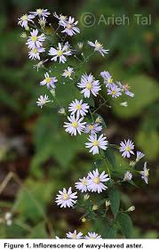 Attēlu rezultāti vaicājumam “Symphyotrichum x salignum leaf”