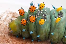 Attēlu rezultāti vaicājumam “Comatricha elegans stalked”