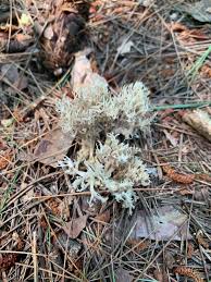 Attēlu rezultāti vaicājumam “Clavulina coralloides”
