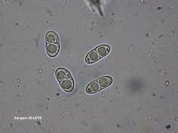 Attēlu rezultāti vaicājumam “Ramalina calicaris”