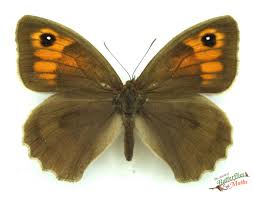 Attēlu rezultāti vaicājumam “Maniola jurtina male”