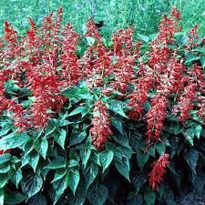 Image result for Salvia splendens