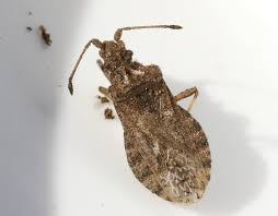 Attēlu rezultāti vaicājumam “Grypocoris sexguttatus imago”