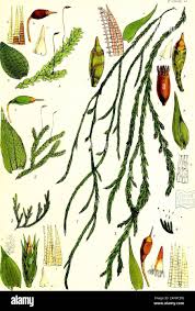 Attēlu rezultāti vaicājumam “Diderma radiatum young”