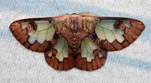 Attēlu rezultāti vaicājumam “Lymantriidae”